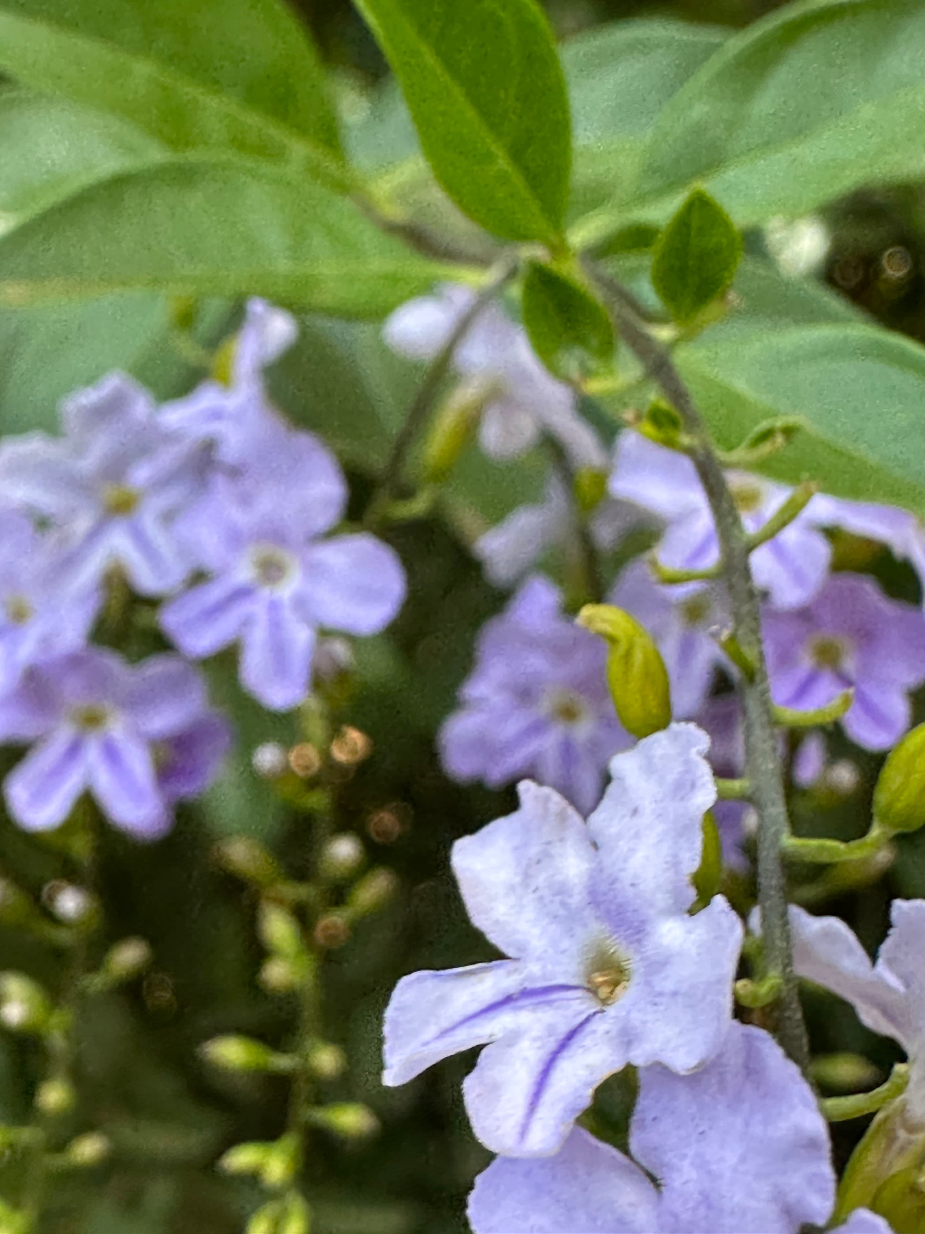 Vibrant flora at Maonera Farms Kenya