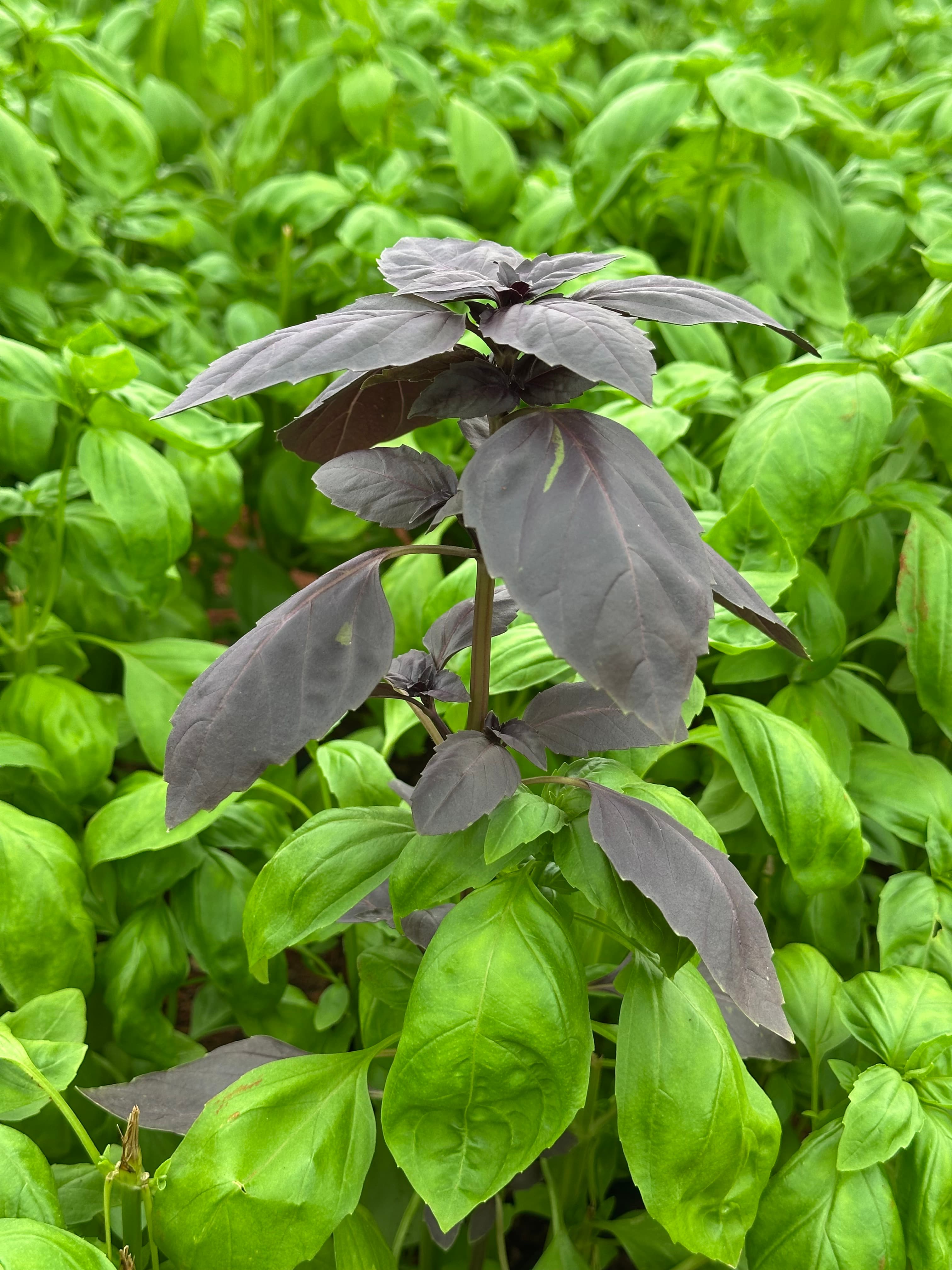 Kenyan culture and community at Maonera Farms