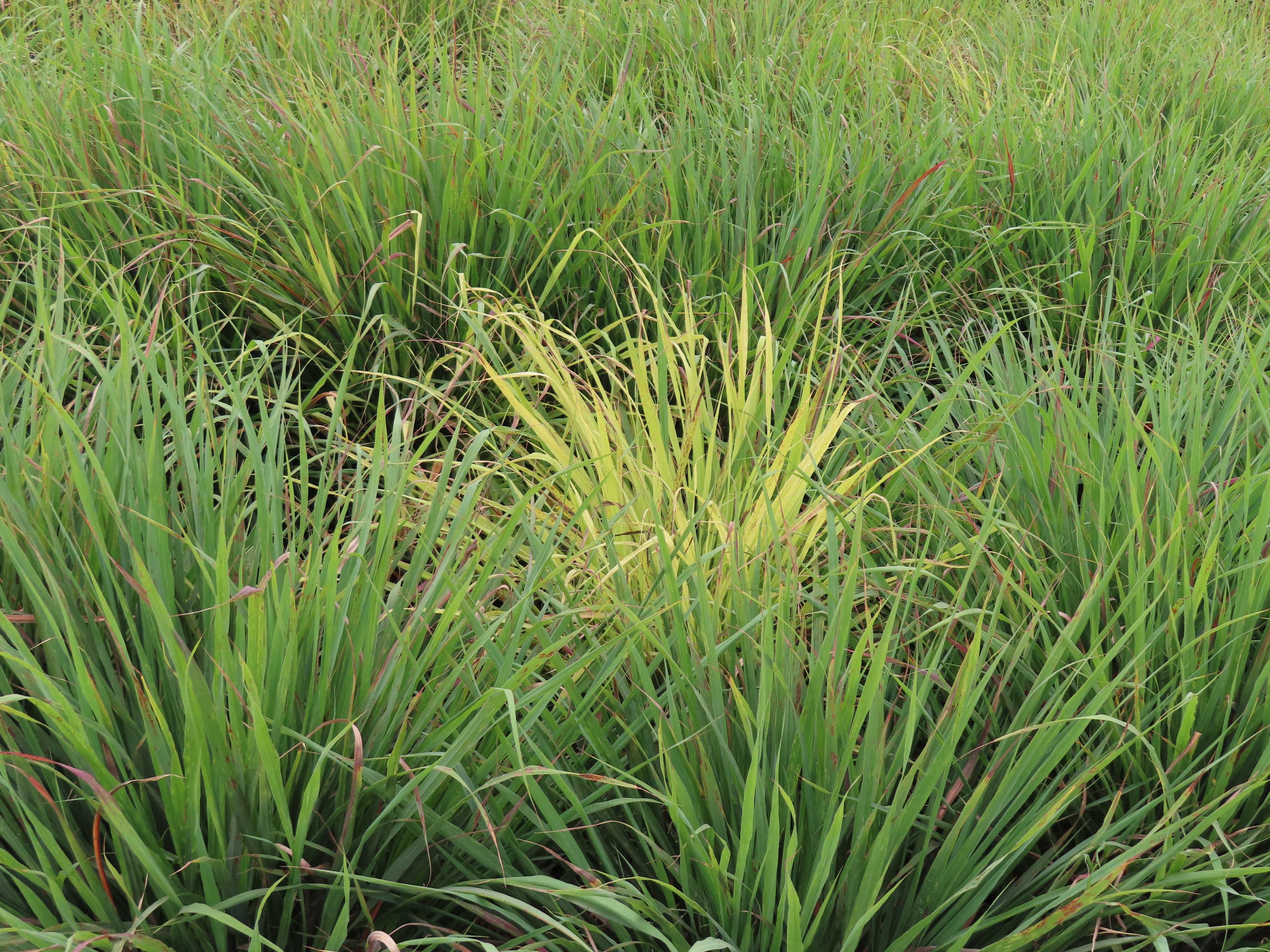 Kenyan cultural heritage at Maonera Farms