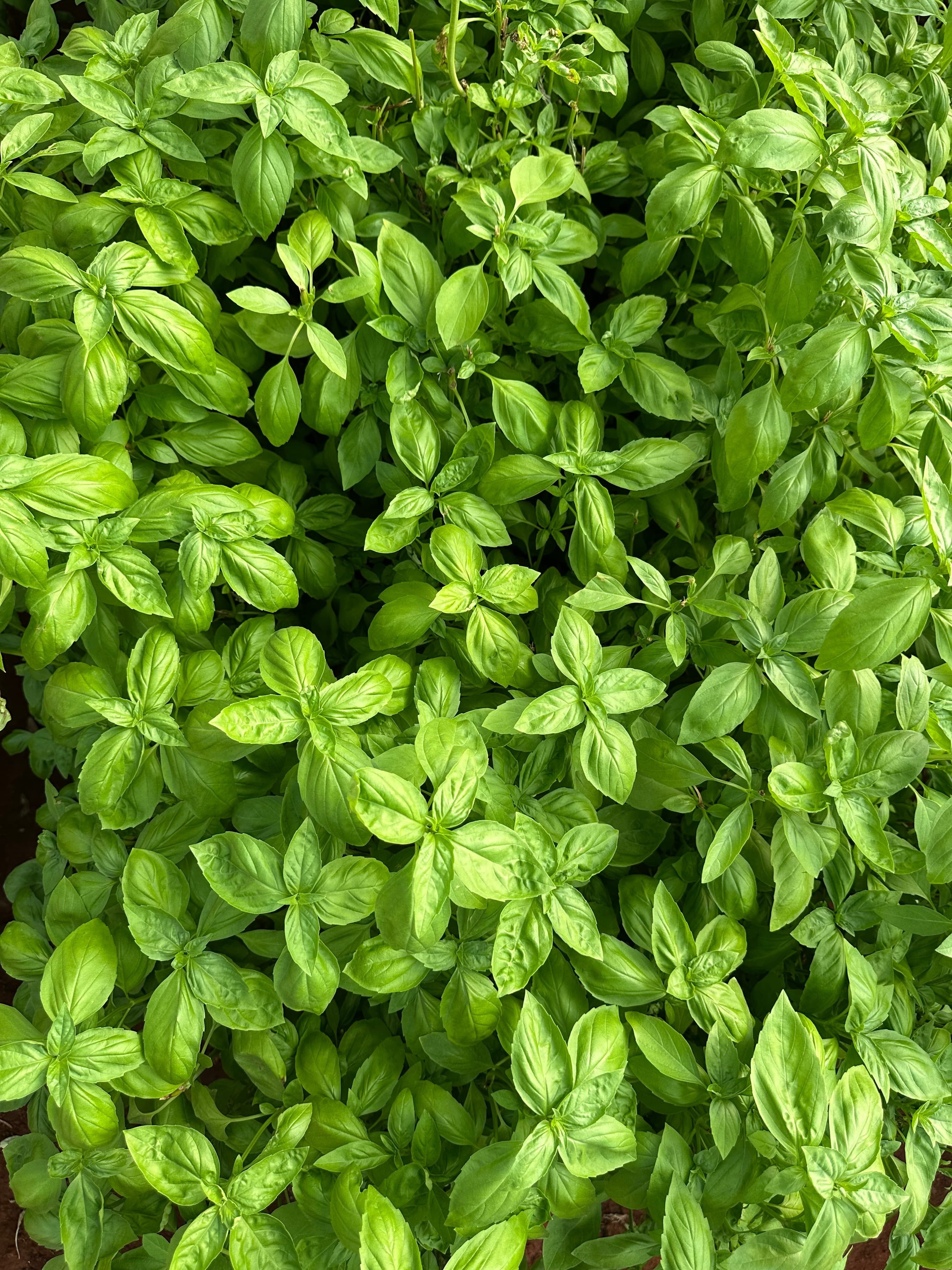 Basil