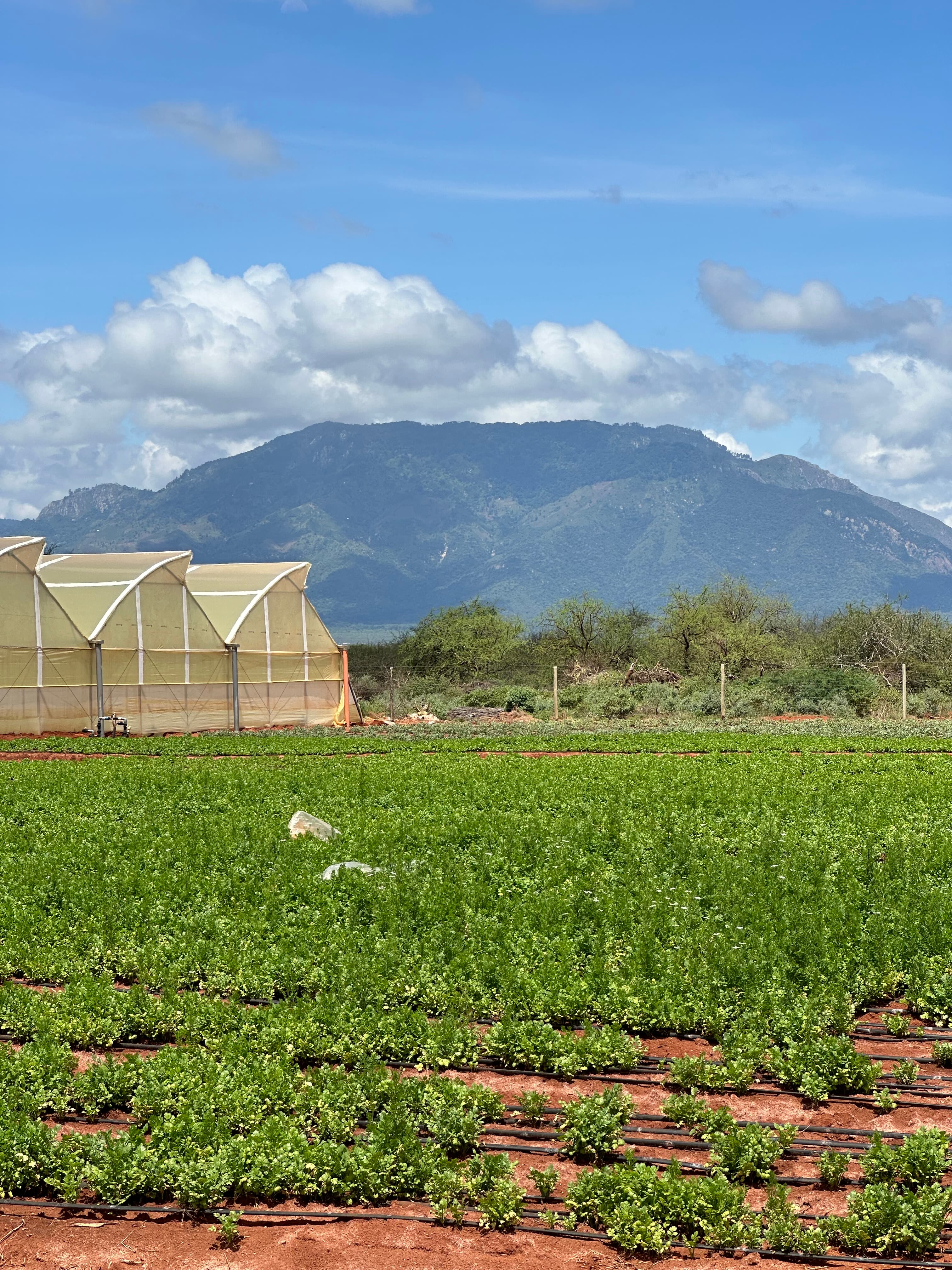Maonera Farms — Taita Taveta