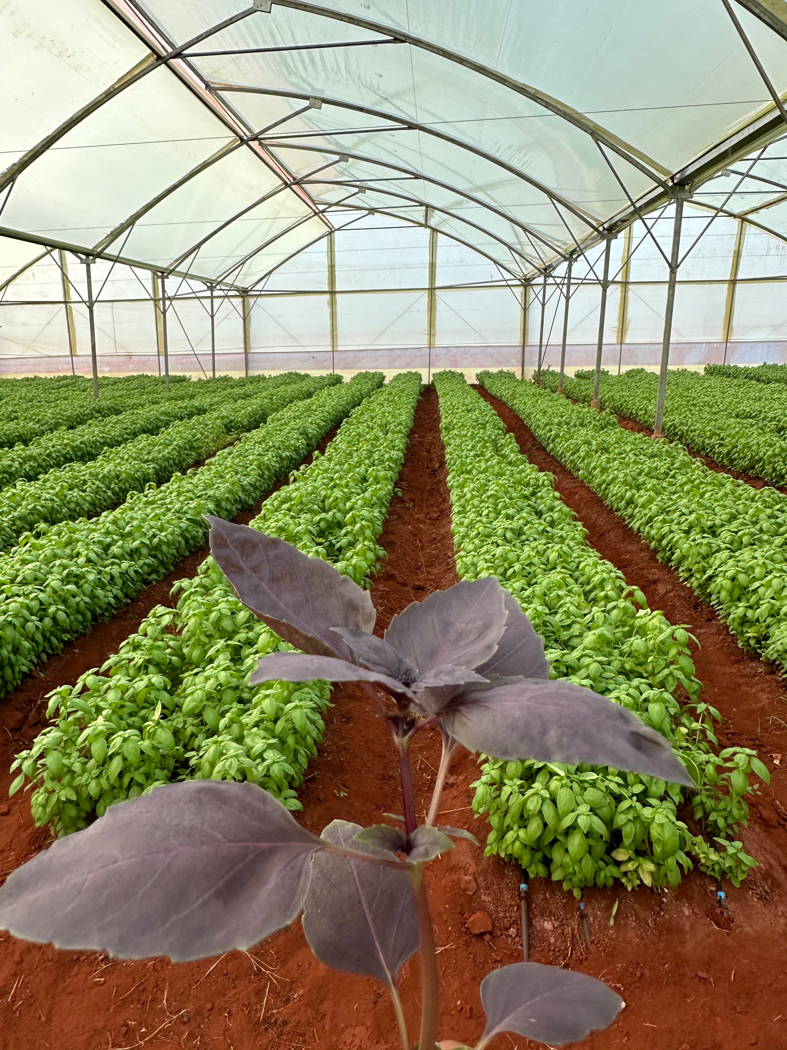 Maonera Farms greenhouse and farm