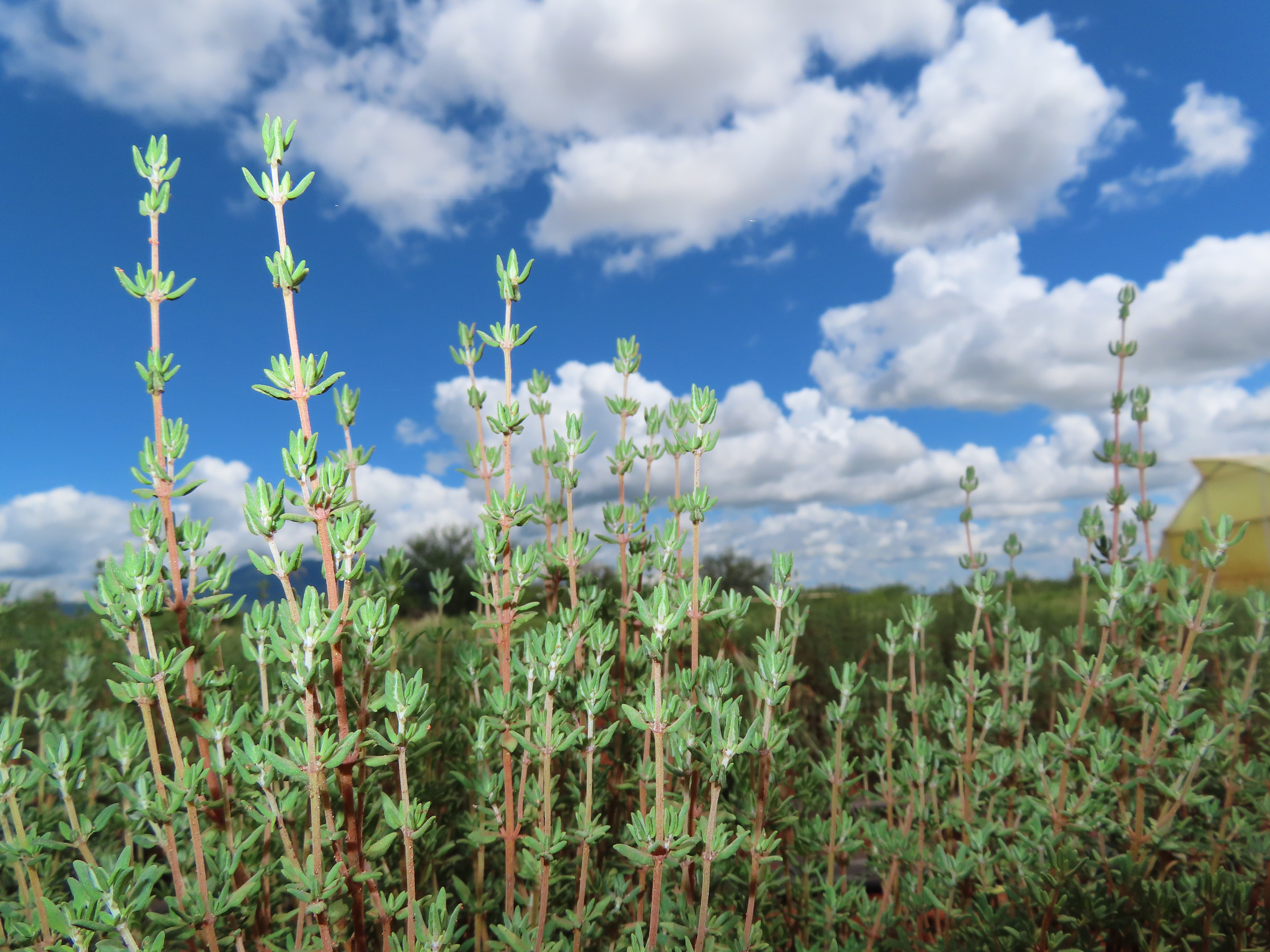 Woody rosemary herbs exported globally