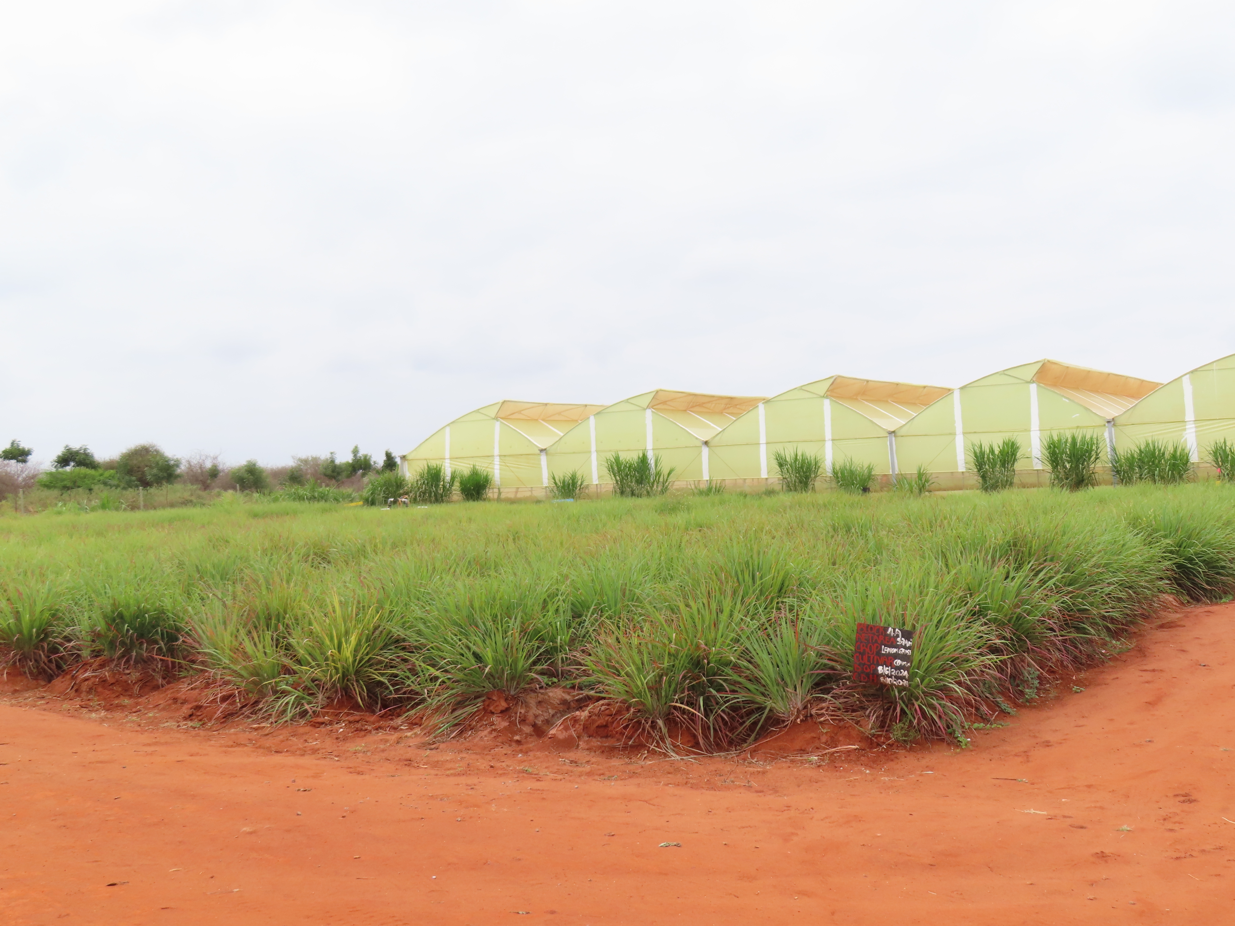 Sustainable herb cultivation processes at Maonera Farms Kenya