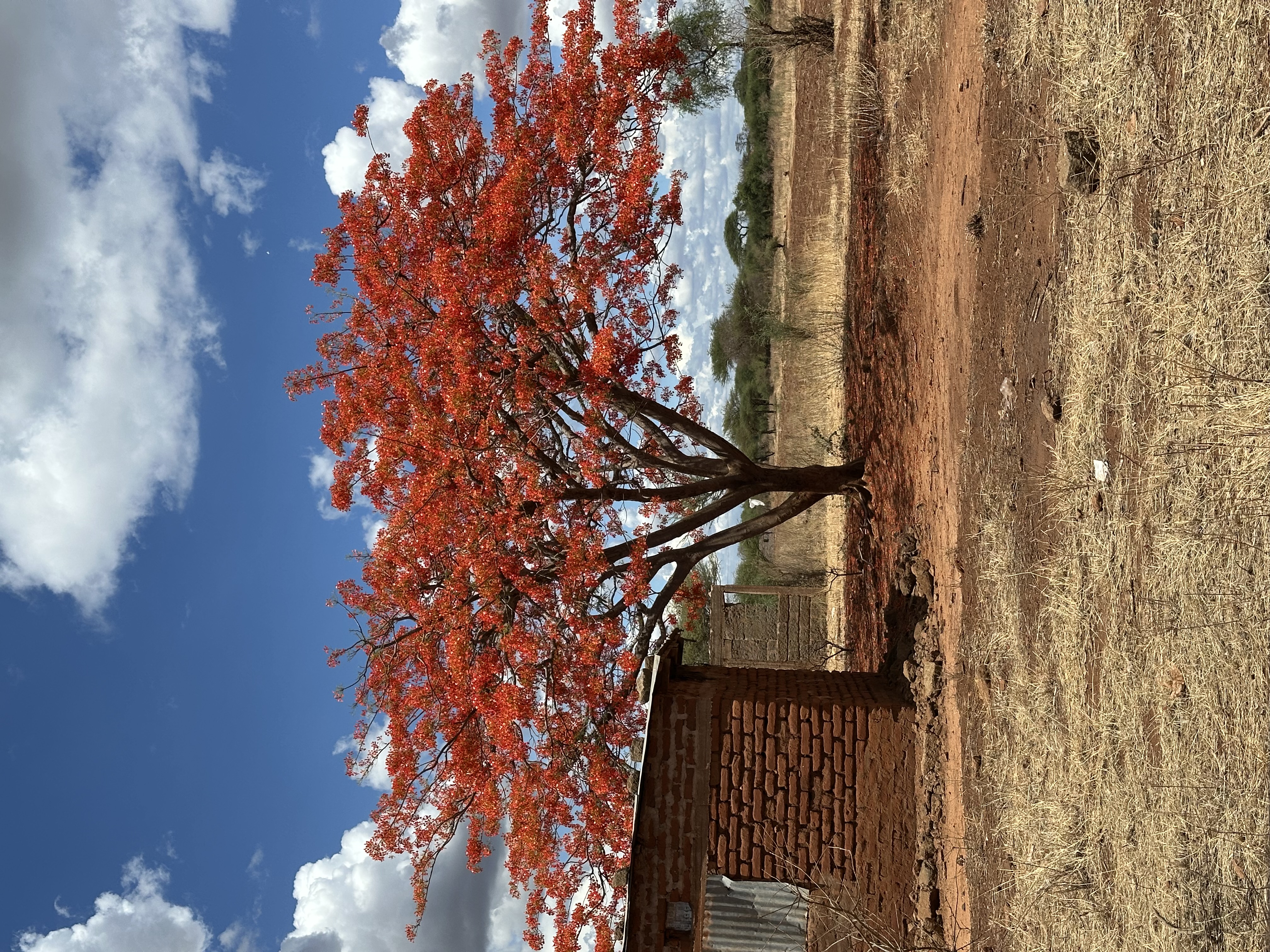 Vibrant flora at Maonera Farms Kenya