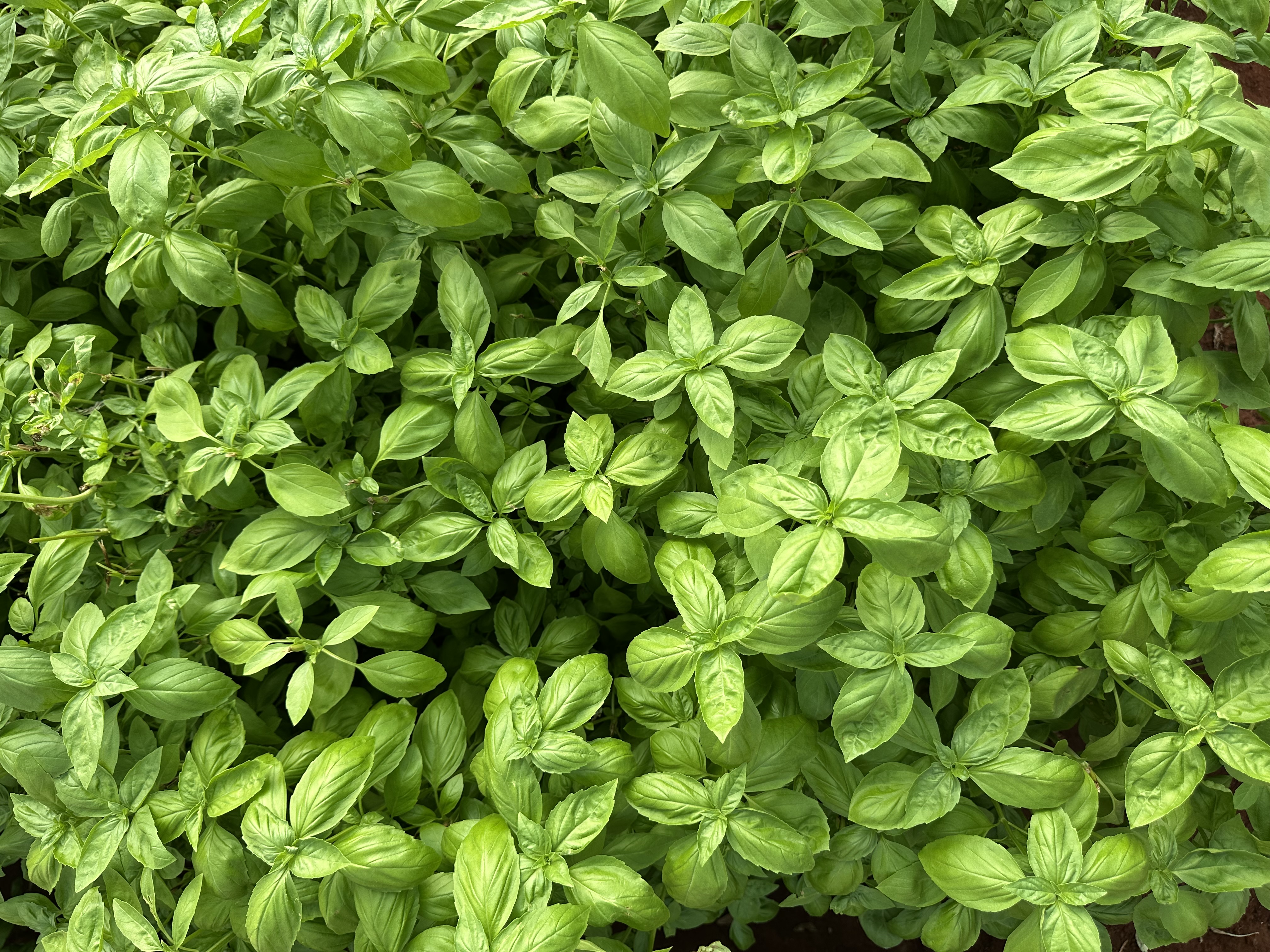 Fresh basil herbs from Maonera Farms Kenya