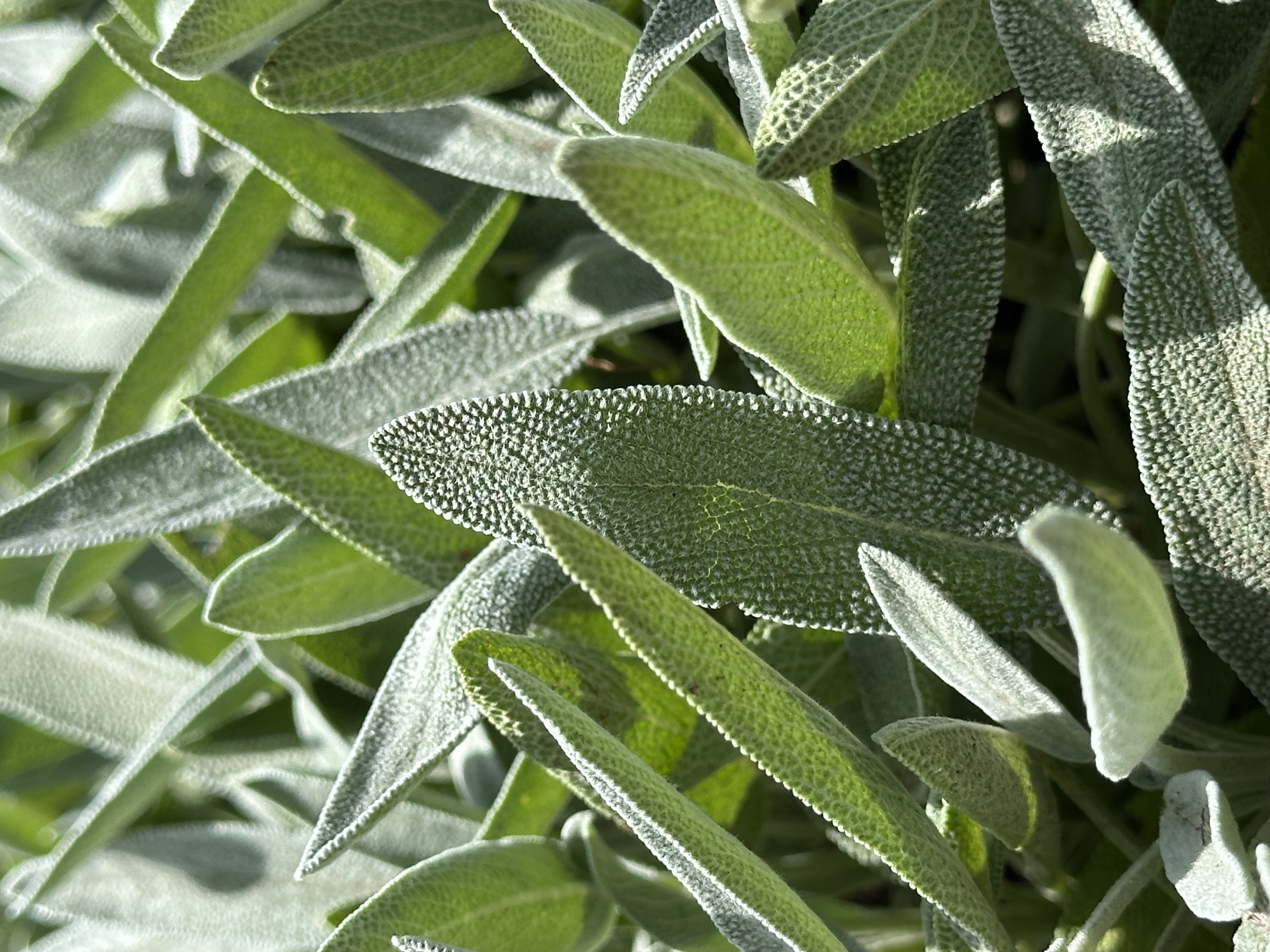 Earthy sage herbs from sustainable Kenyan farm