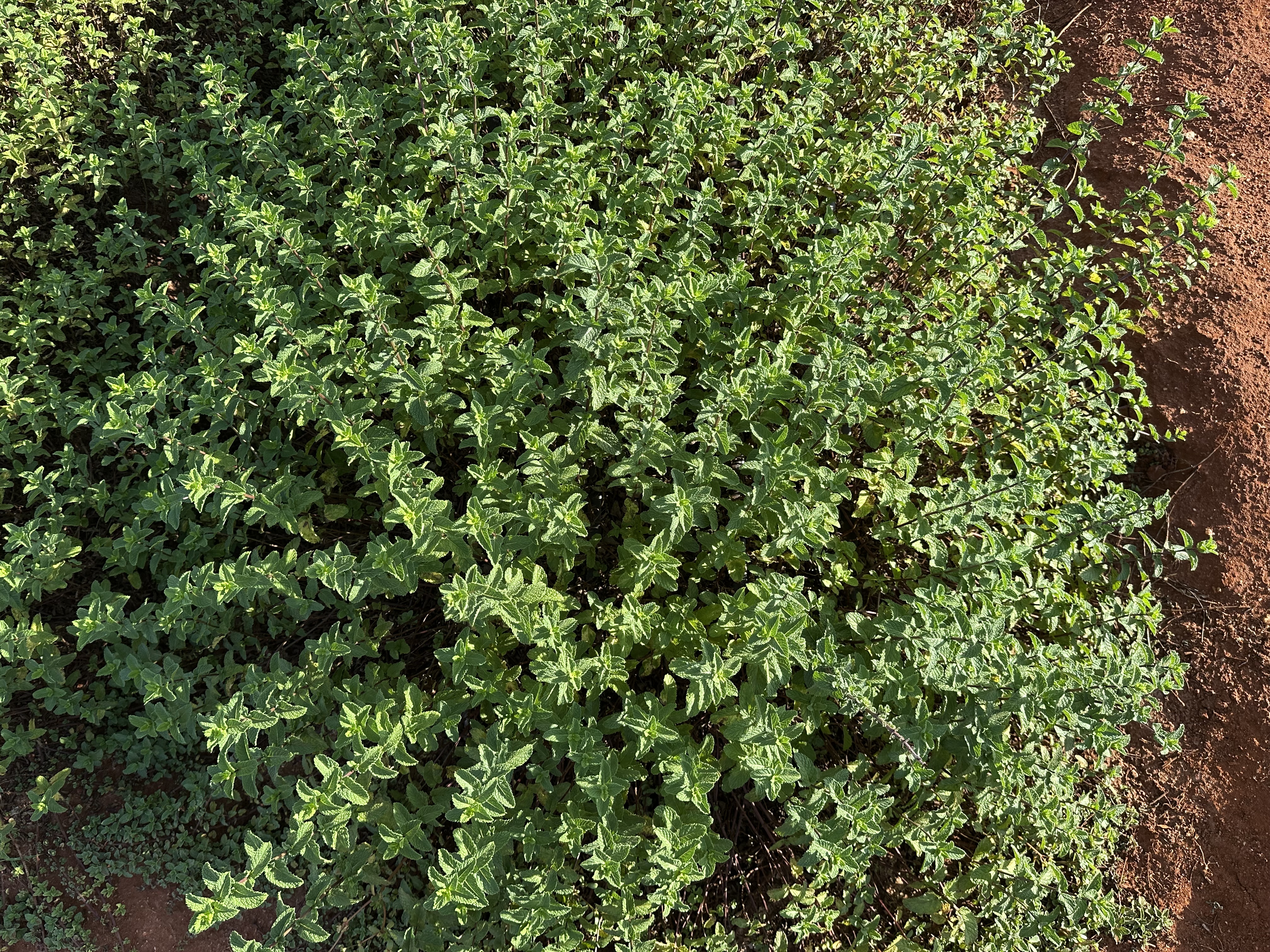 Delicate tarragon herbs exported from Kenya